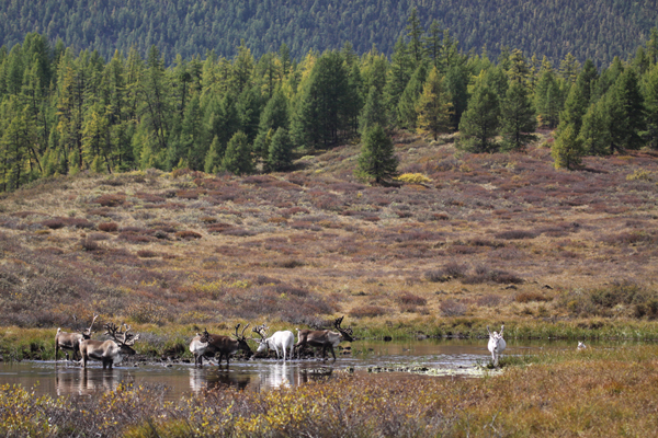 Mongolia reindeer